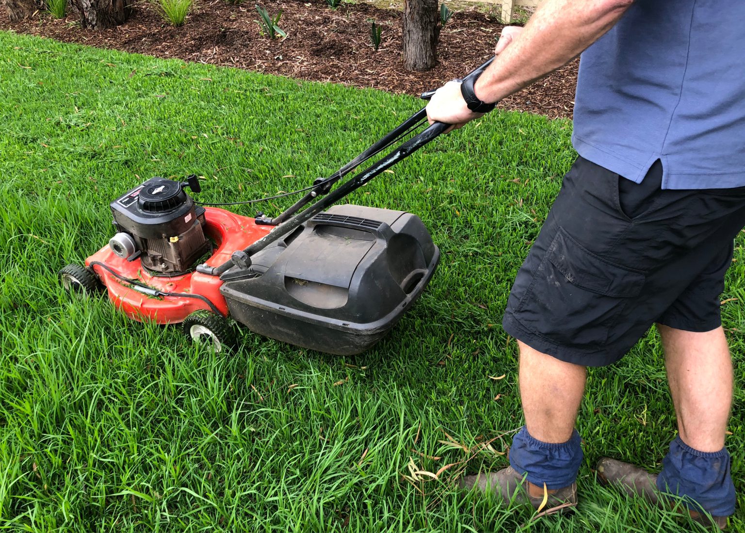 is-it-okay-to-fertilise-your-lawn-after-mowing