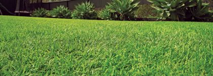 Empire zoysia lawn