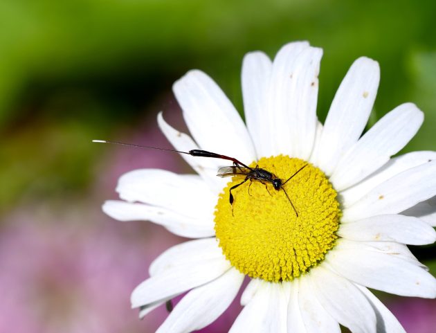 Parasitic Wasp (gasteruption jaculator) on a Daisy